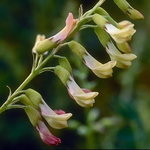 The Skin Benefits of Astragalus: A Natural Wonder Unveiled